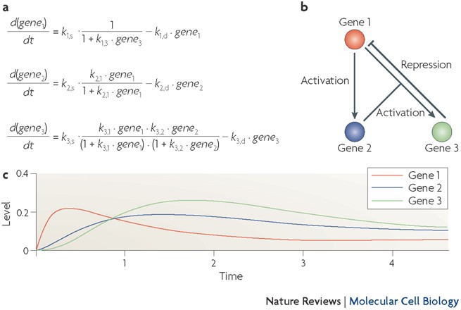 Modelling And Analysis Of Gene Regulatory Networks Nature Reviews Molecular Cell Biology