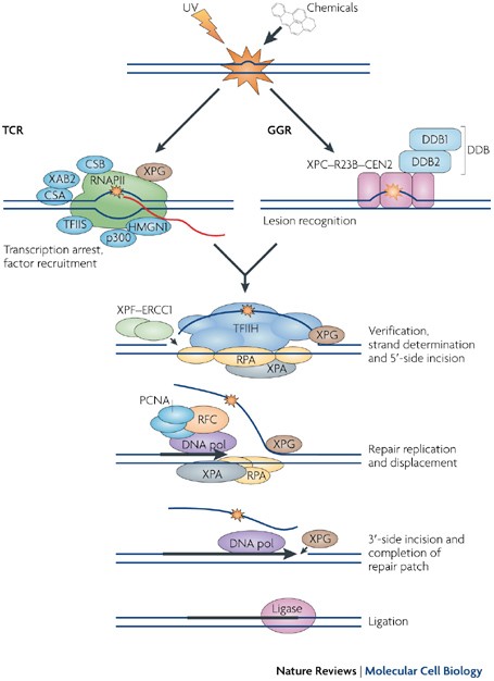 transcription coupled dna repair two