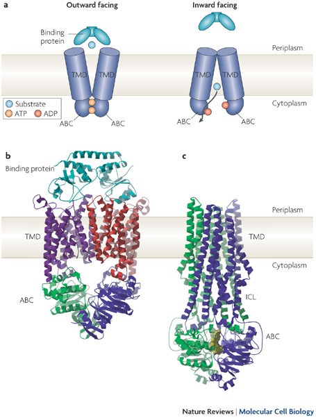Abc Transporters The Power To Change Nature Reviews Molecular Cell Biology