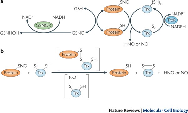 Protein denitrosylation: enzymatic mechanisms and cellular functions