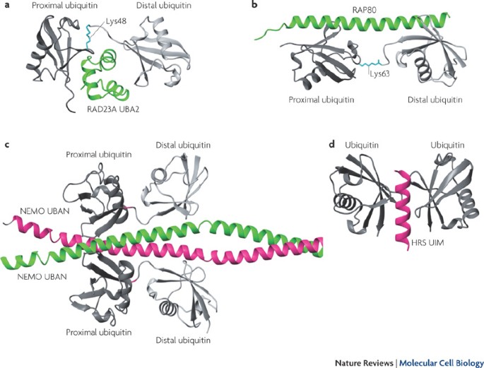 Ubiquitin-binding domains — from structures to functions | Nature Reviews  Molecular Cell Biology