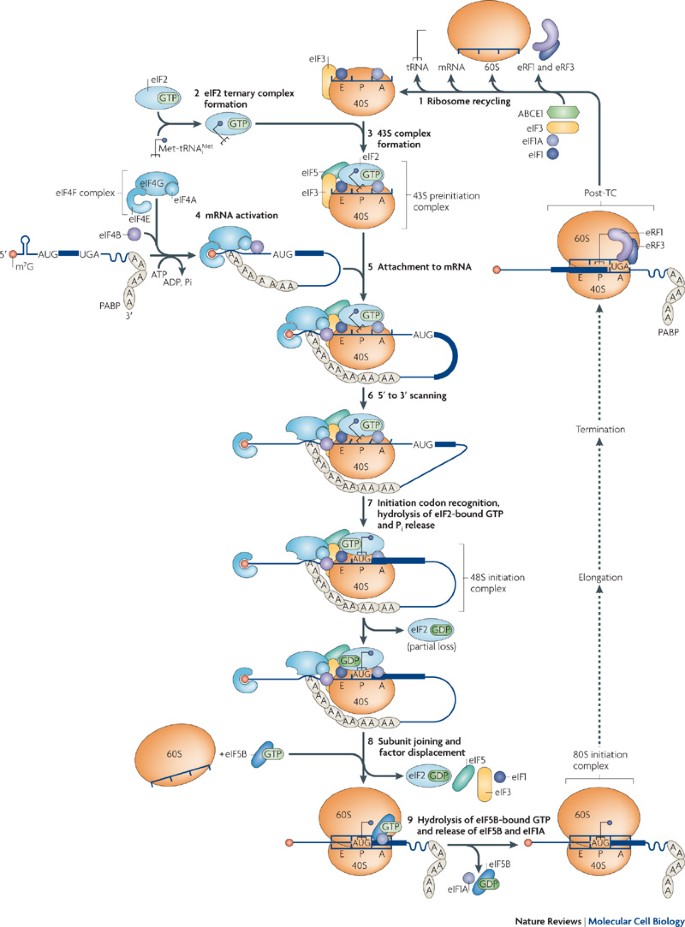 The mechanism of eukaryotic translation initiation and principles of its  regulation | Nature Reviews Molecular Cell Biology