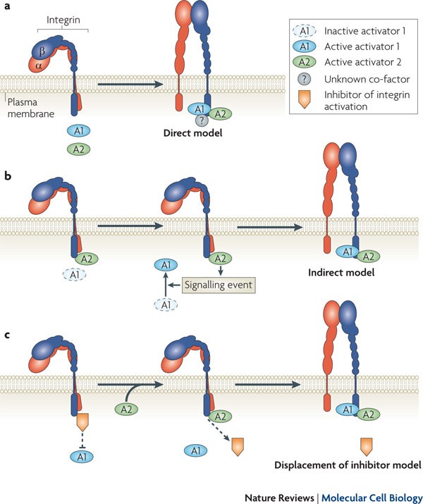 The final steps of integrin activation: the end game