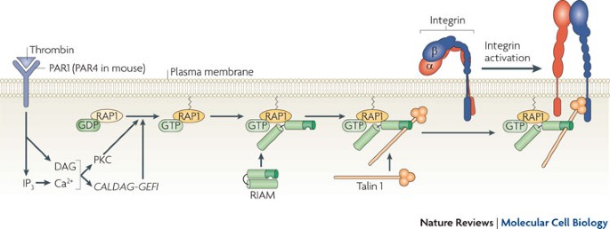 ghk-cu interacts with integrins The final steps of integrin activation: the end game
