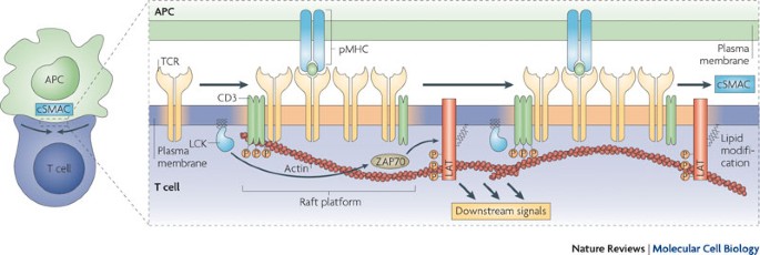 Revitalizing Membrane Rafts New Tools And Insights Nature Reviews Molecular Cell Biology