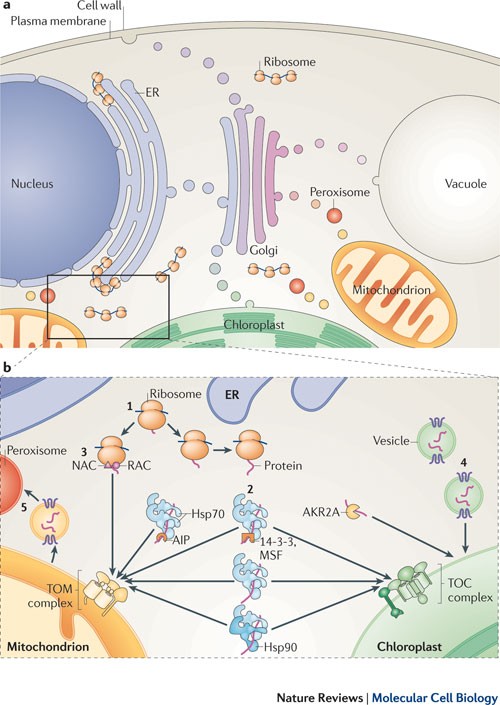 Common Ground For Protein Translocation Access Control For Mitochondria And Chloroplasts Nature Reviews Molecular Cell Biology