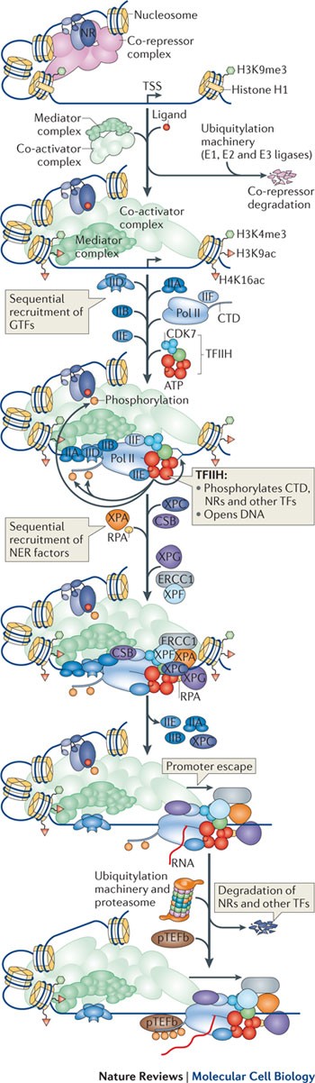 transcription met dna repair