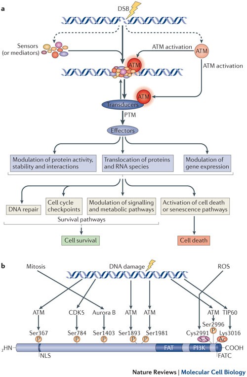 The ATM Protein Kinase: Regulating The Cellular Response To Genotoxic Stress, And More | Nature Reviews Molecular Cell Biology The ATM Protein Kinase: Regulating The Cellular Response To Genotoxic Stress, And More | Nature Reviews Molecular Cell Biology