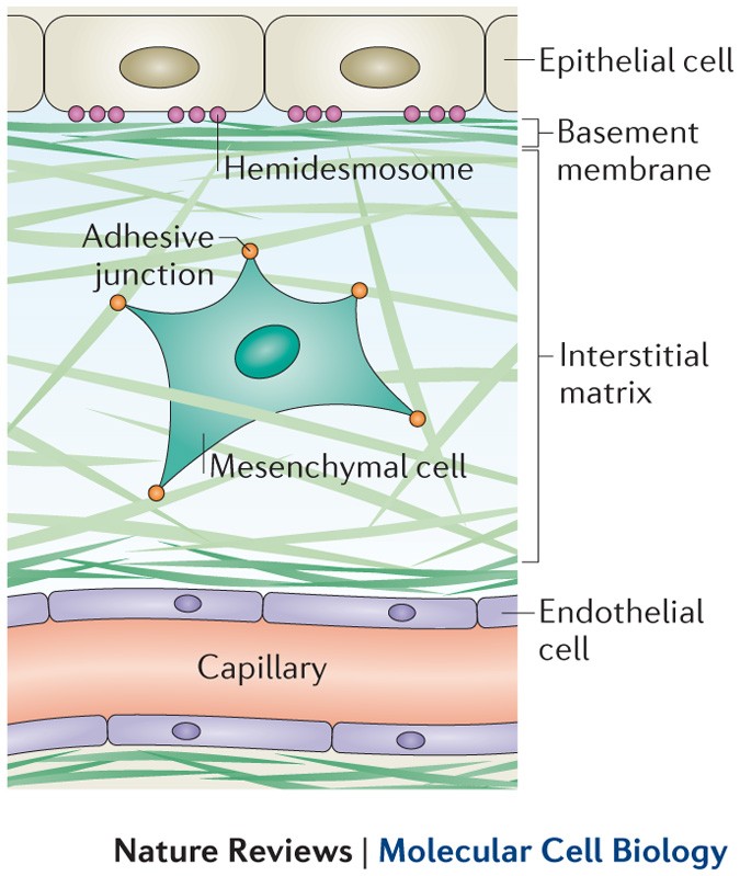 Role of the extracellular matrix in regulating stem cell fate | Nature  Reviews Molecular Cell Biology