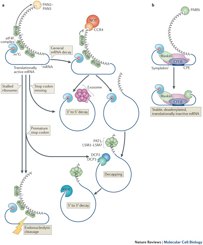 Cytoplasmic Rna A Case Of The Tail Wagging The Dog Nature Reviews Molecular Cell Biology