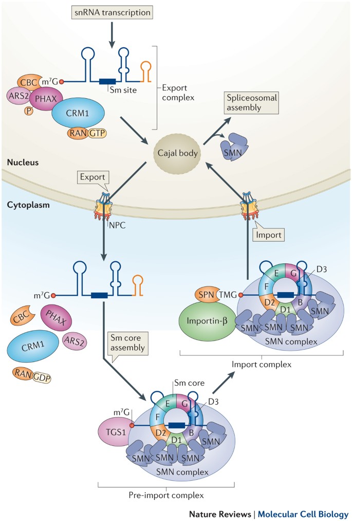 A Day In The Life Of The Spliceosome Nature Reviews Molecular Cell Biology