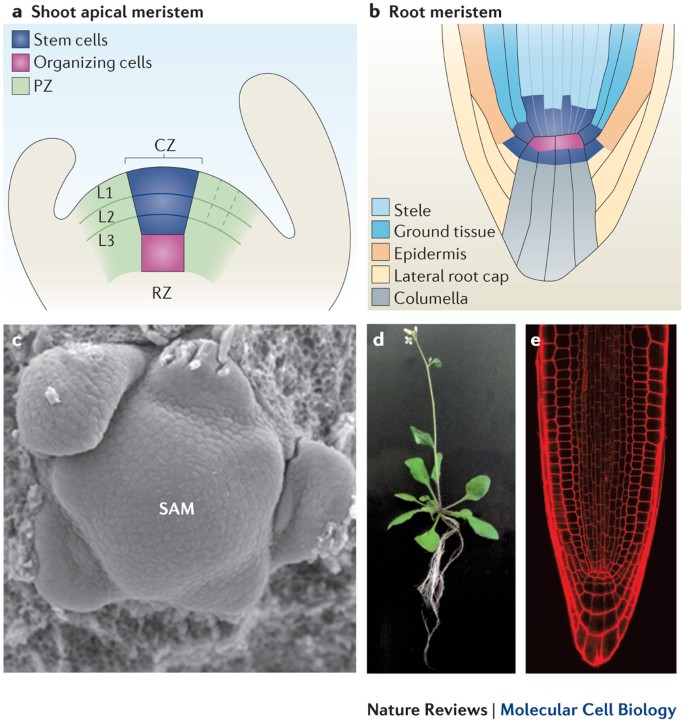 Plant and animal stem cells: similar yet different | Nature Reviews  Molecular Cell Biology