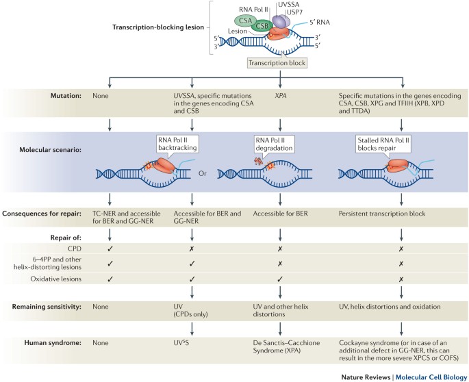 understanding nucleotide excision