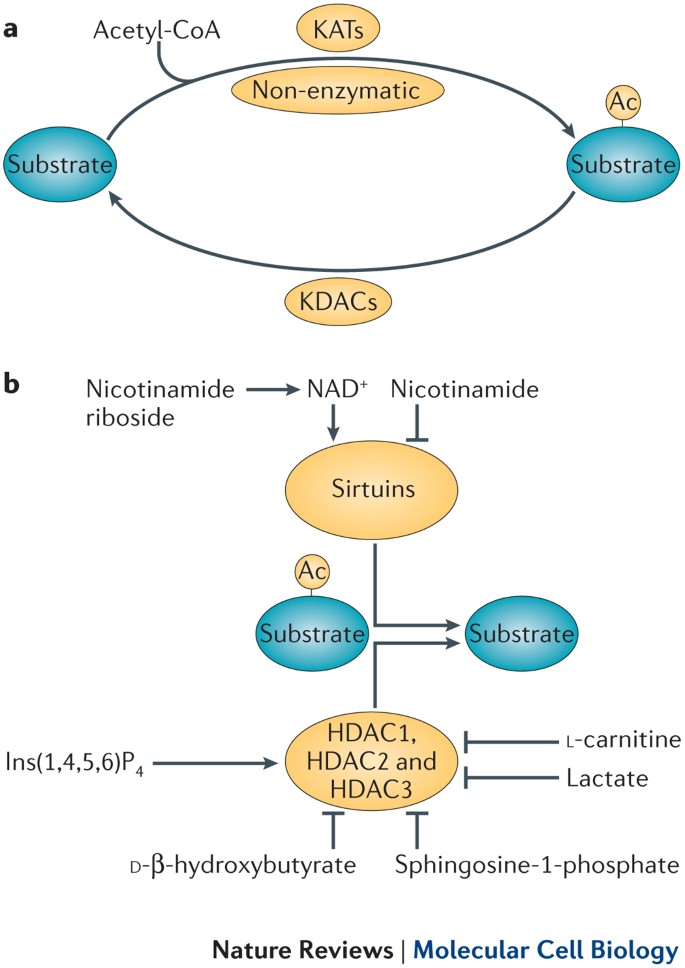The growing landscape of lysine acetylation links metabolism and cell  signalling | Nature Reviews Molecular Cell Biology