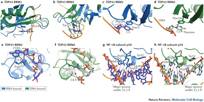 The structure, function and evolution of proteins that bind DNA and RNA |  Nature Reviews Molecular Cell Biology