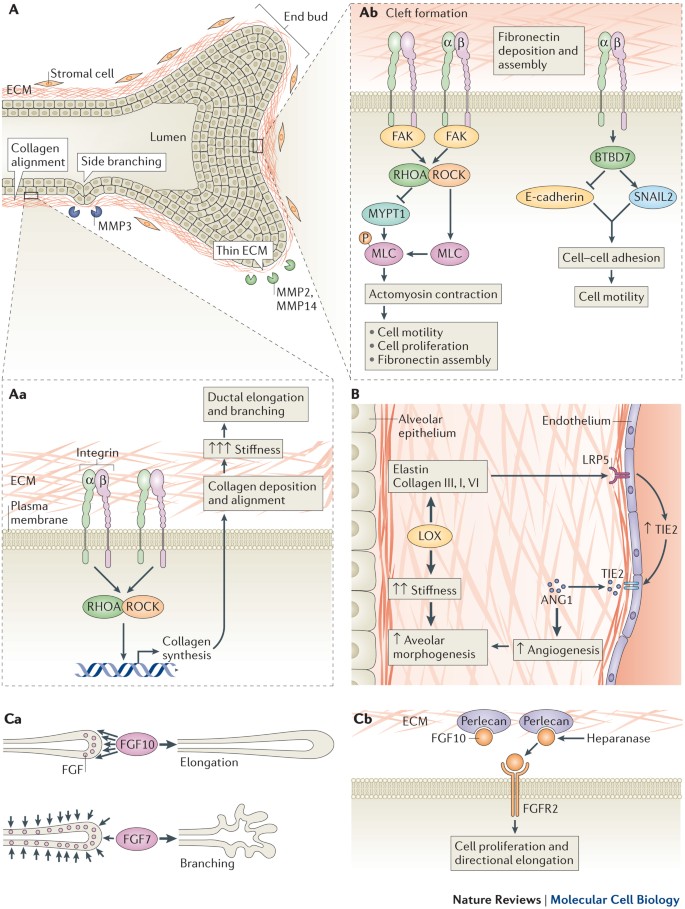 forslag Gym Ni Remodelling the extracellular matrix in development and disease | Nature  Reviews Molecular Cell Biology