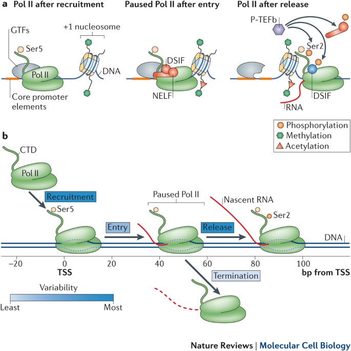 Getting up to speed with transcription elongation by RNA polymerase II |  Nature Reviews Molecular Cell Biology