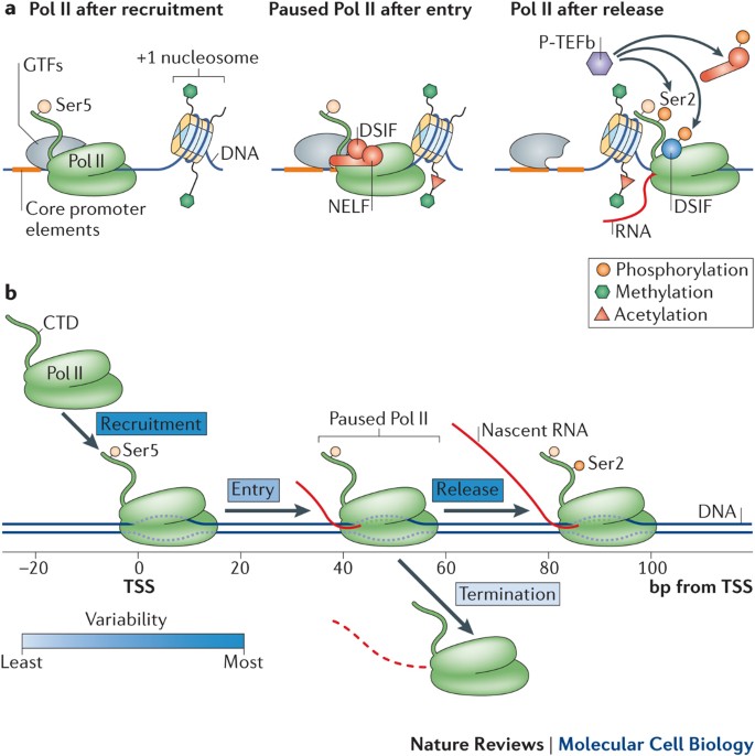 Getting up to speed with transcription elongation by RNA 