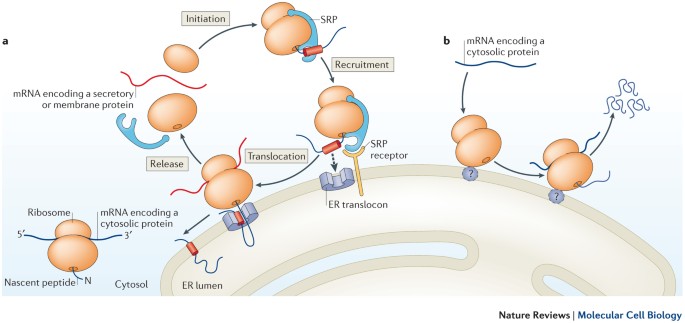 Diversity and selectivity in mRNA translation on the endoplasmic reticulum  | Nature Reviews Molecular Cell Biology