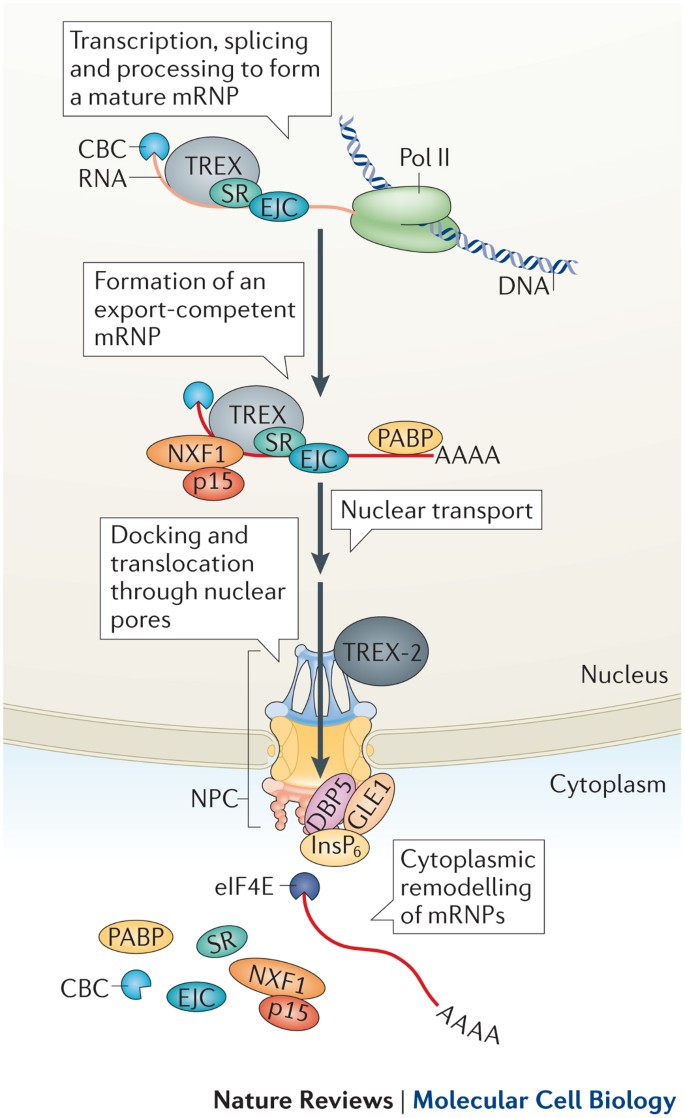 selective mrna export