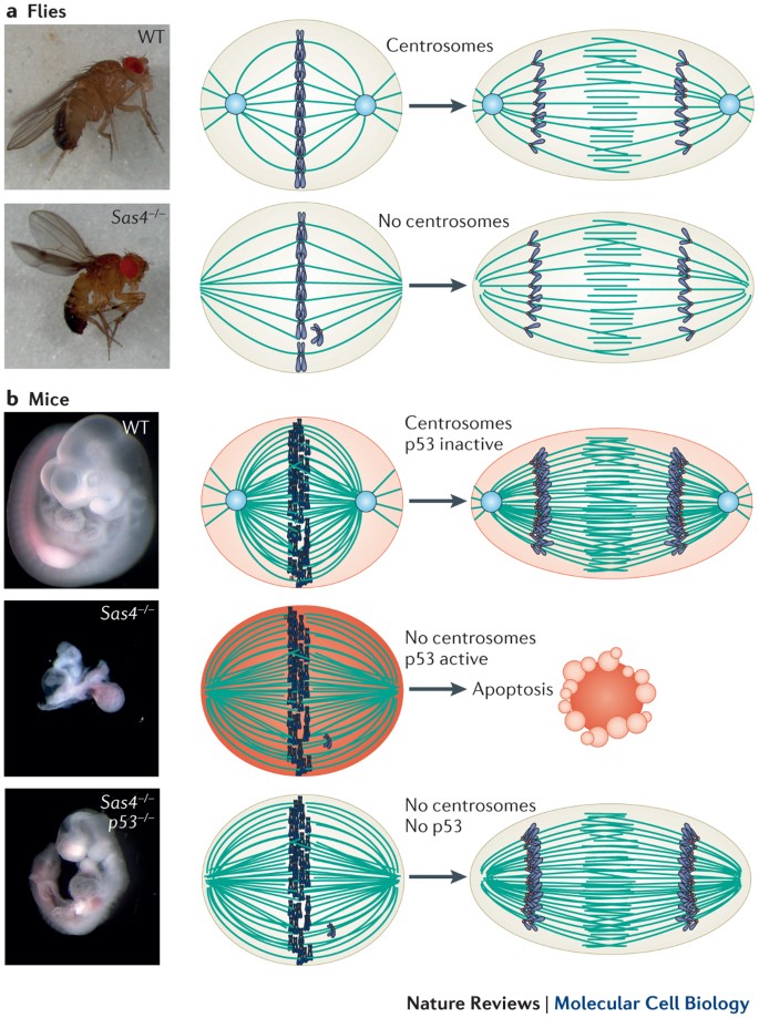Centrosome function and assembly in animal cells | Nature Reviews Molecular Cell Biology Centrosome function and assembly in animal cells | Nature Reviews Molecular Cell Biology