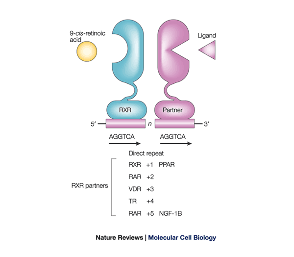 Signalling through nuclear receptors | Nature Reviews Molecular Cell Biology