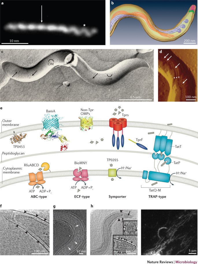 Treponema Pallidum, The Syphilis Spirochete: Making A Living As A Stealth  Pathogen | Nature Reviews Microbiology Treponema Pallidum, The Syphilis Spirochete: Making A Living As A Stealth  Pathogen | Nature Reviews Microbiology