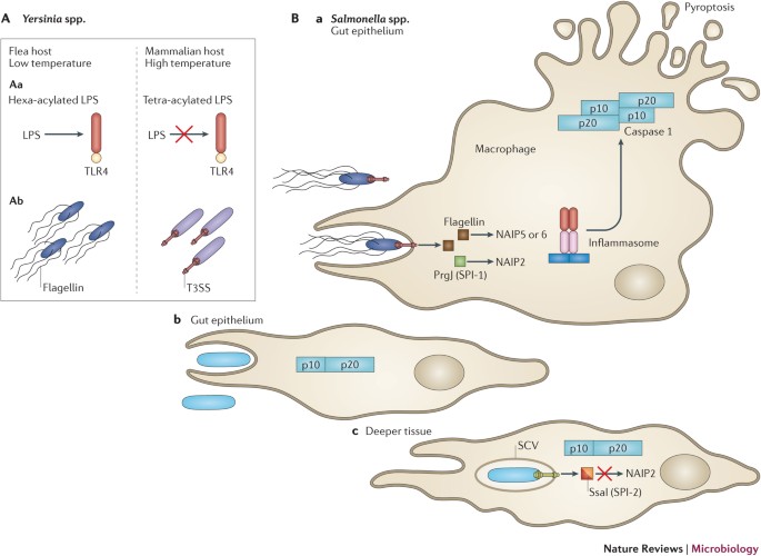 Evasion And Interference Intracellular Pathogens Modulate Caspase Dependent Inflammatory Responses Nature Reviews Microbiology