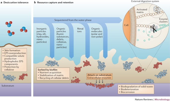 Biofilms An Emergent Form Of Bacterial Life Nature Reviews Microbiology