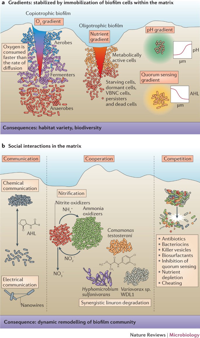 Biofilms an emergent form of bacterial life