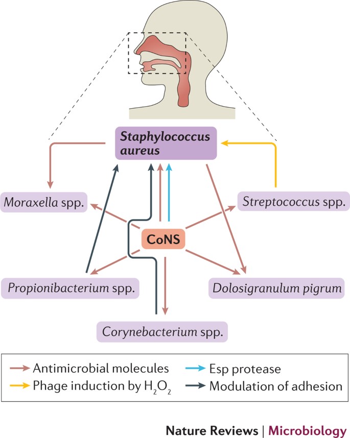 The role of nasal carriage in Staphylococcus aureus infections - The Lancet  Infectious Diseases
