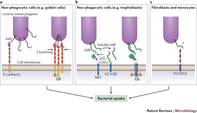 Impressive internalin Listeria Monocytogenes Towards A Complete Picture Of Its Physiology And Pathogenesis Nature Reviews Microbiology