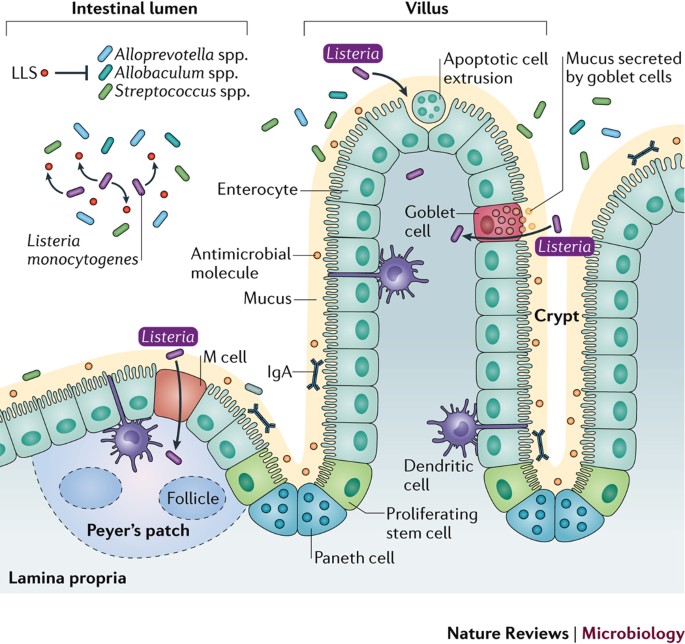 Listeria Monocytogenes Towards A Complete Picture Of Its Physiology And Pathogenesis Nature Reviews Microbiology