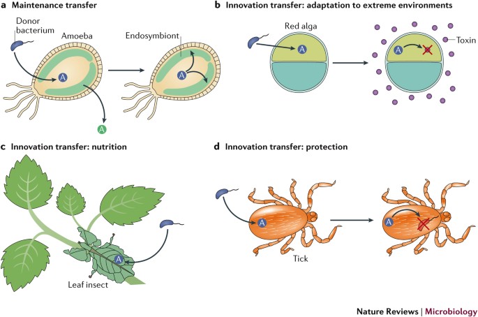 Functional horizontal gene transfer from bacteria to eukaryotes | Nature  Reviews Microbiology
