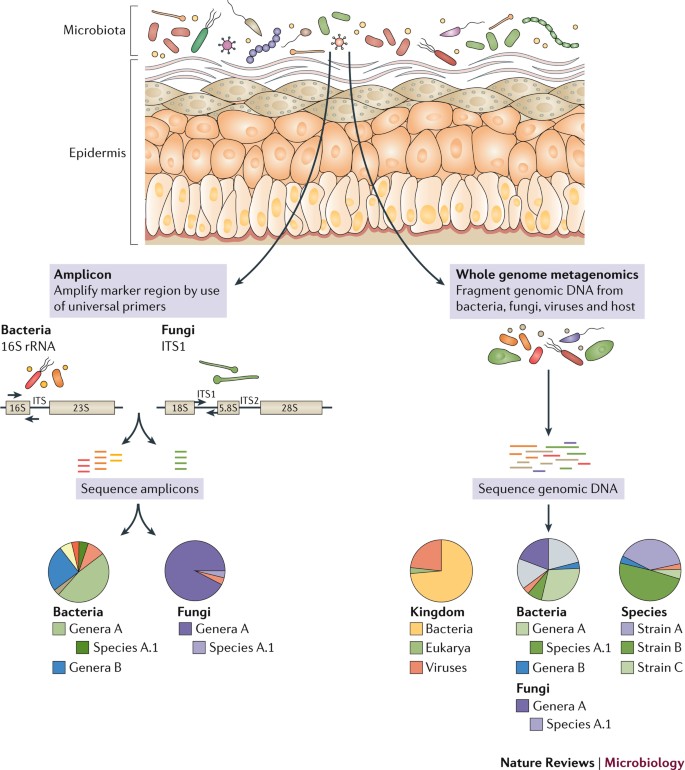 The Human Skin Microbiome Nature Reviews Microbiology