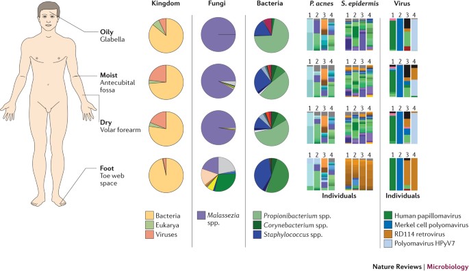 The human skin microbiome | Nature Reviews Microbiology