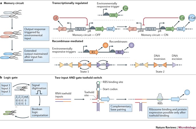 engineering bacteria for diagnostic and
