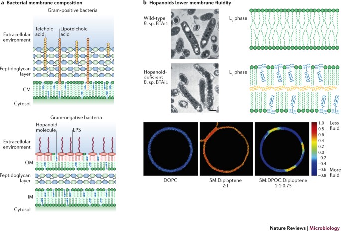 Hopanoid lipids: from membranes to plantbacteria interactions | Nature  Reviews Microbiology