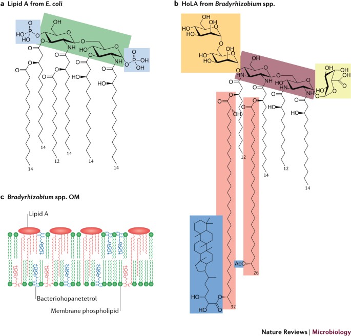 Hopanoid lipids: from membranes to plantbacteria interactions | Nature  Reviews Microbiology