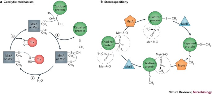 Oxidative Stress Protein Damage And Repair In Bacteria Nature Reviews Microbiology