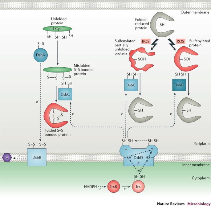 Oxidative Stress Protein Damage And Repair In Bacteria Nature Reviews Microbiology