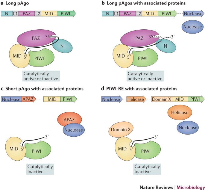 Prokaryotic Argonaute proteins: novel genome-editing tools? | Nature  Reviews Microbiology