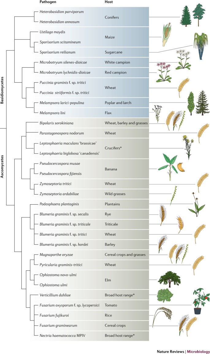 Evolution and genome architecture in fungal plant pathogens | Nature  Reviews Microbiology