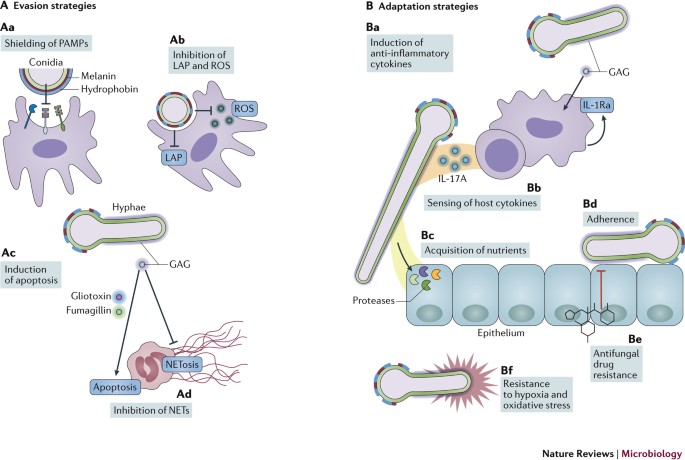 Aspergillus Fumigatus Morphology And Dynamic Host Interactions Nature Reviews Microbiology