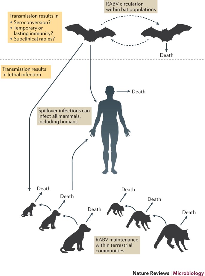The spread and evolution of rabies virus: conquering new frontiers | Nature Reviews Microbiology The spread and evolution of rabies virus: conquering new frontiers | Nature Reviews Microbiology