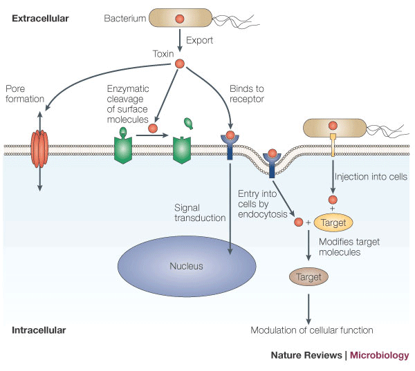 campylobacter pylori toxin hpv vírus nedir erkek