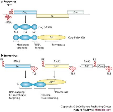 Parallels Among Positive Strand Rna Viruses Reverse Transcribing Viruses And Double Stranded Rna Viruses Nature Reviews Microbiology