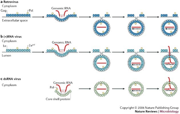 Parallels Among Positive Strand Rna Viruses Reverse Transcribing Viruses And Double Stranded Rna Viruses Nature Reviews Microbiology