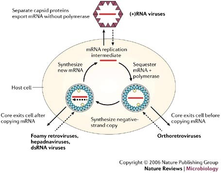 Parallels Among Positive Strand Rna Viruses Reverse Transcribing Viruses And Double Stranded Rna Viruses
