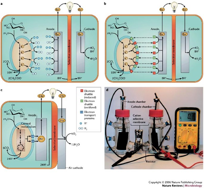 Bug Juice Harvesting Electricity With Microorganisms Nature Reviews Microbiology